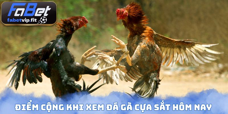 Điểm cộng khi xem đá gà cựa sắt hôm nay