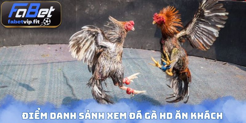Điểm danh sảnh xem đá gà HD ăn khách