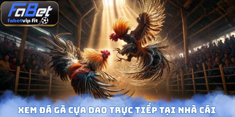 Xem đá gà cựa dao trực tiếp tại nhà cái